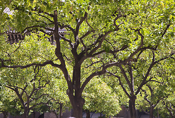 Image showing Trees in backlight