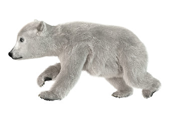 Image showing Polar Bear