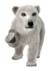 Image showing Polar Bear