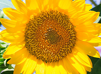 Image showing Large flower sunflower with leaves. Presents closeup.
