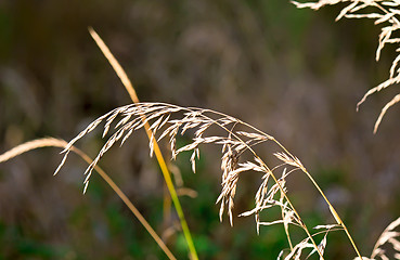 Image showing The stems of dried grass on a dark background.