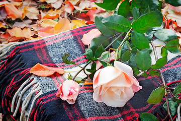 Image showing Beautiful white rose and plaid among the yellow autumn leaves