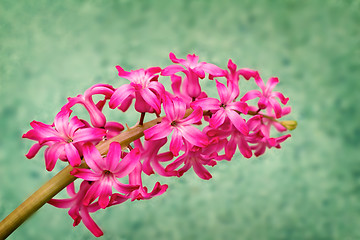 Image showing Blooming hyacinth on a light green background.