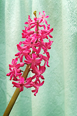 Image showing Blooming hyacinth on a light green background.