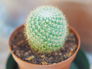 Image showing Cactus plant