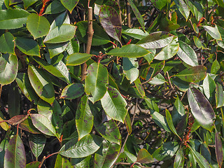 Image showing Green foliage