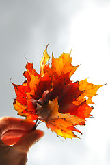 Image showing Maple leaves in hand