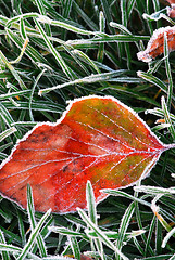 Image showing Frosty leaf