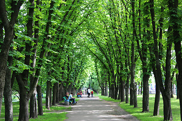 Image showing Beautiful park with many green trees