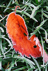 Image showing Frosty leaf