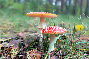 Image showing pair of red toadstools in the forest