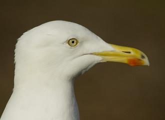 Image showing Herring gull