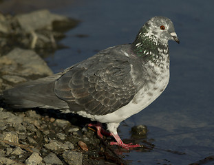 Image showing Dove