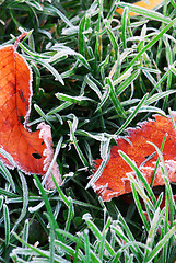 Image showing Frosty leaves