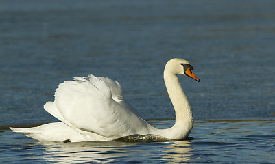 Image showing Mute Swan