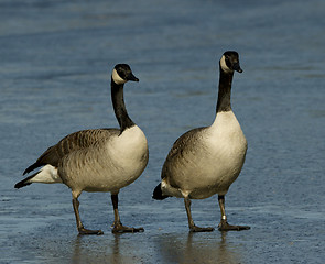 Image showing Canadian Goose