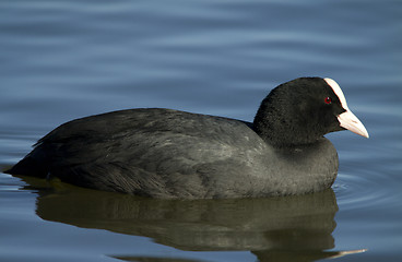 Image showing Common Coot