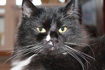 Image showing muzzle of black cat