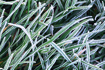 Image showing Frosty grass