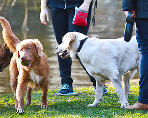 Image showing Playfull dogs