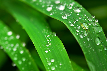 Image showing Raindrops on grass