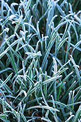 Image showing Frosty grass