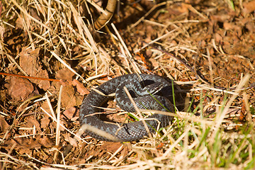 Image showing Mortal danger: northern European viper attacks