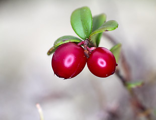 Image showing Red cranberries