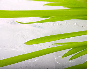 Image showing stalks of green grass on background of spring ice macro