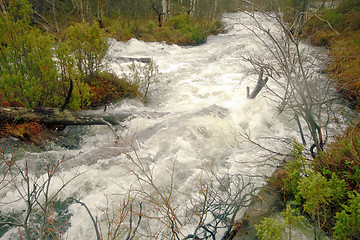 Image showing Fast stream in the taiga