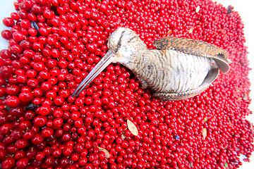 Image showing hunting scene  bird with red berries