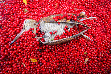 Image showing hunting scene bird with red berries
