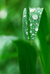 Image showing Raindrops on grass