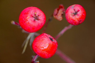 Image showing Red fruits of mountain ash