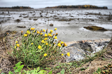 Image showing Indian summer in  Russian North