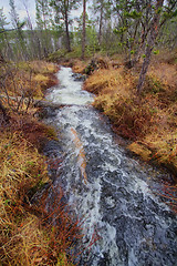 Image showing Fast stream in the taiga