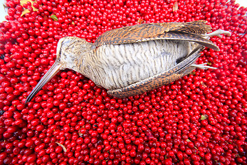 Image showing hunting scene  bird with red berries