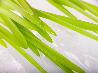 Image showing stalks of green grass on background of spring ice macro