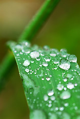 Image showing Raindrops on grass