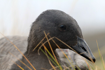 Image showing Unusual black goose is resting on reindeer moss