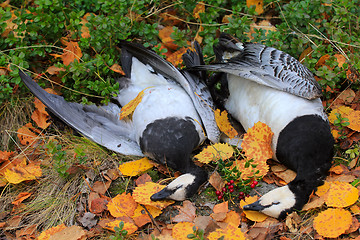 Image showing Trophies Northern hunting geese