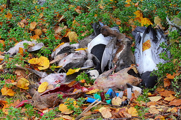 Image showing hunter's trophy and cooking food from it