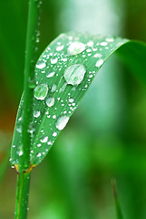 Image showing Raindrops on grass