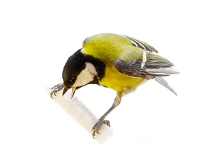 Image showing titmouse bird isolated 