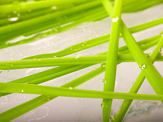 Image showing stalks of green grass on background of spring ice macro