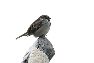 Image showing sparrow on the wood with hoarfrost