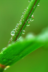 Image showing Raindrops on grass