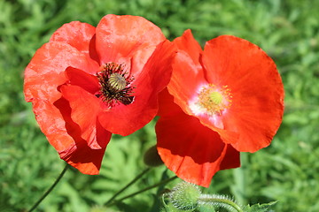 Image showing  beautiful flowers of red poppy