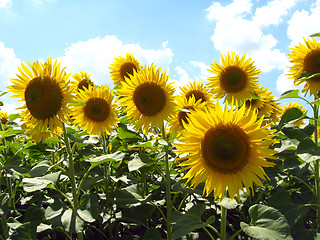 Image showing beautiful sunflowers