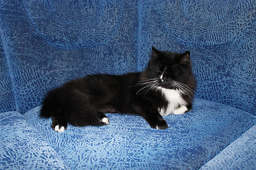 Image showing black cat sleeping on the blue sofa